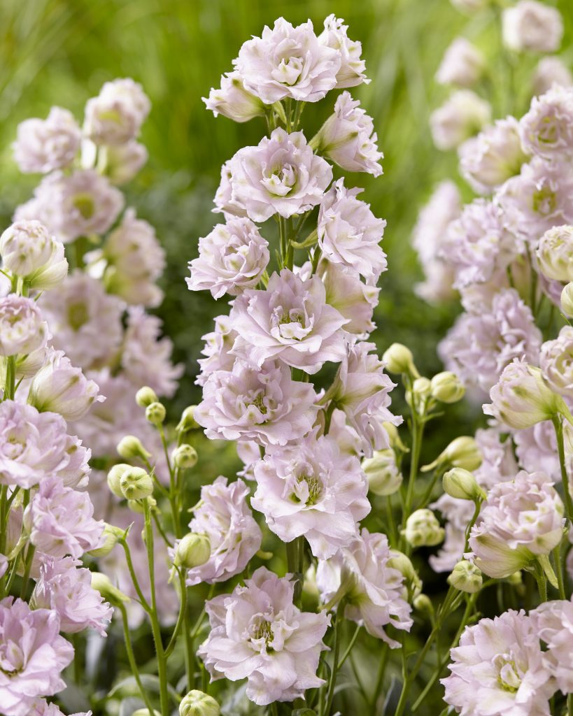 Delphinium 'Cinderella' | Shop Established DelphiniumProctors Nursery