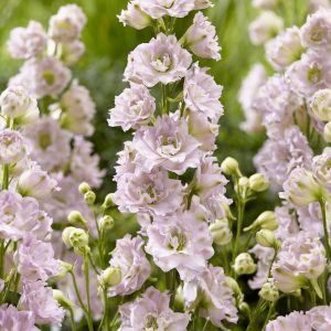 Delphinium 'Cinderella'