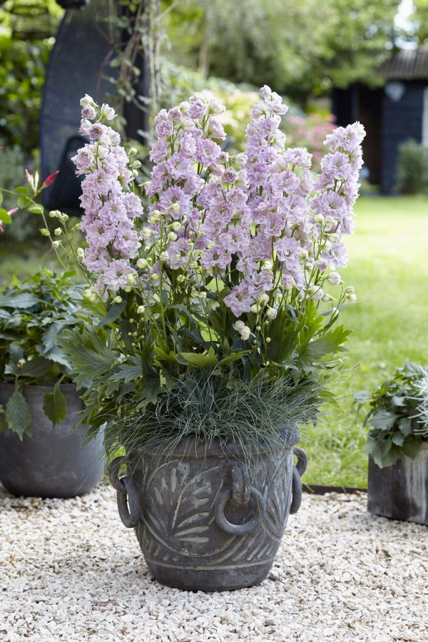 Delphinium Cinderella Delphinium 'Cinderella'