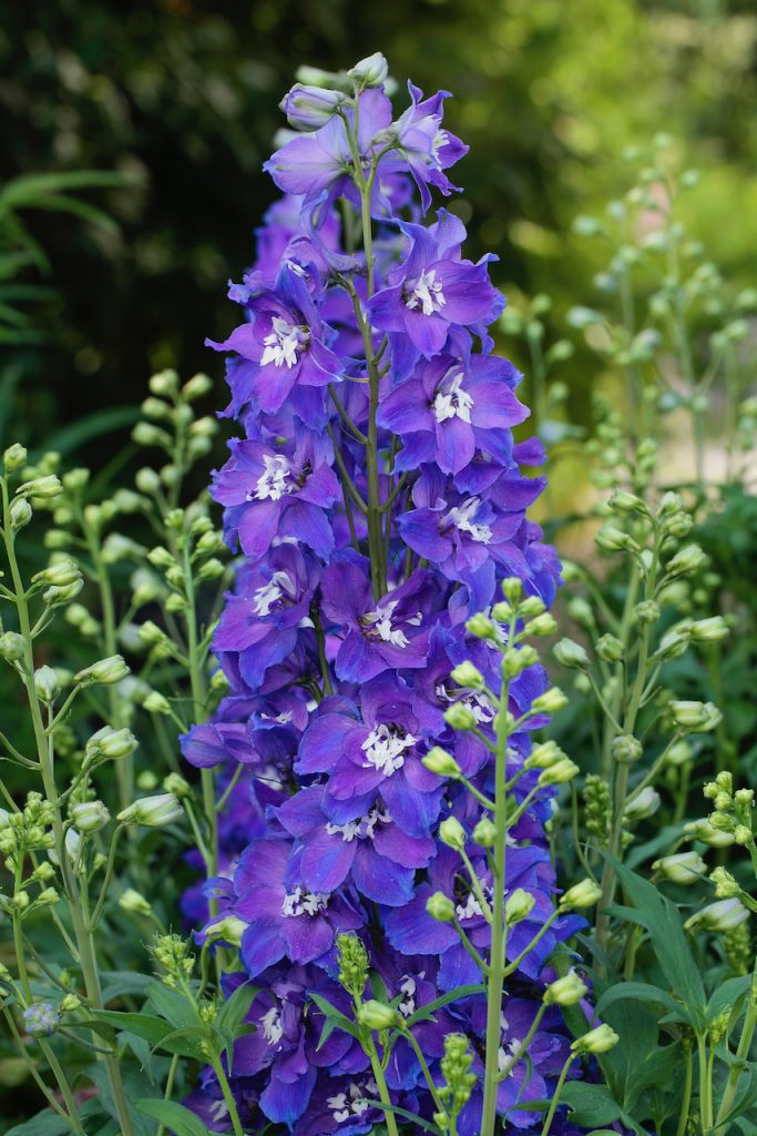 Delphinium 'Delgenius Glitzy' | Shop Delphiniums | Proctors Nursery