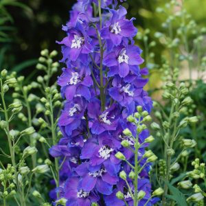 Delphinium 'Delgenius Glitzy'