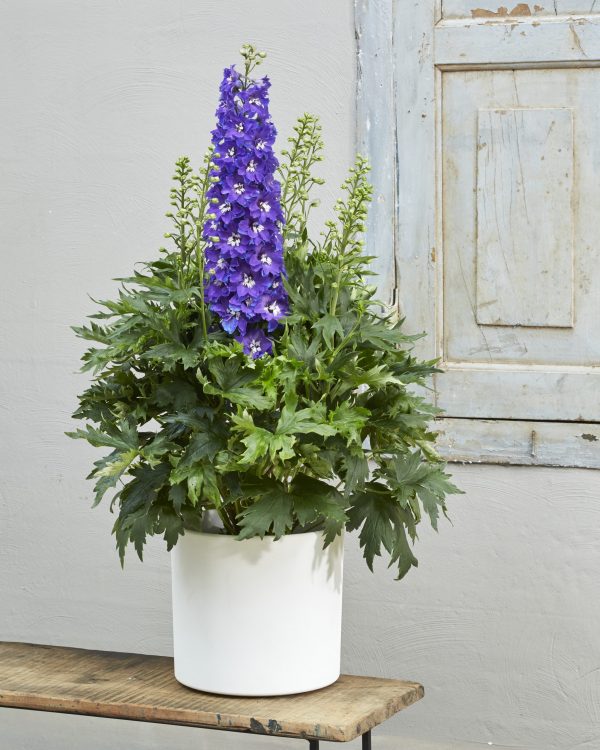 Delphinium 710 Delphinium 'Delgenius Glitzy'