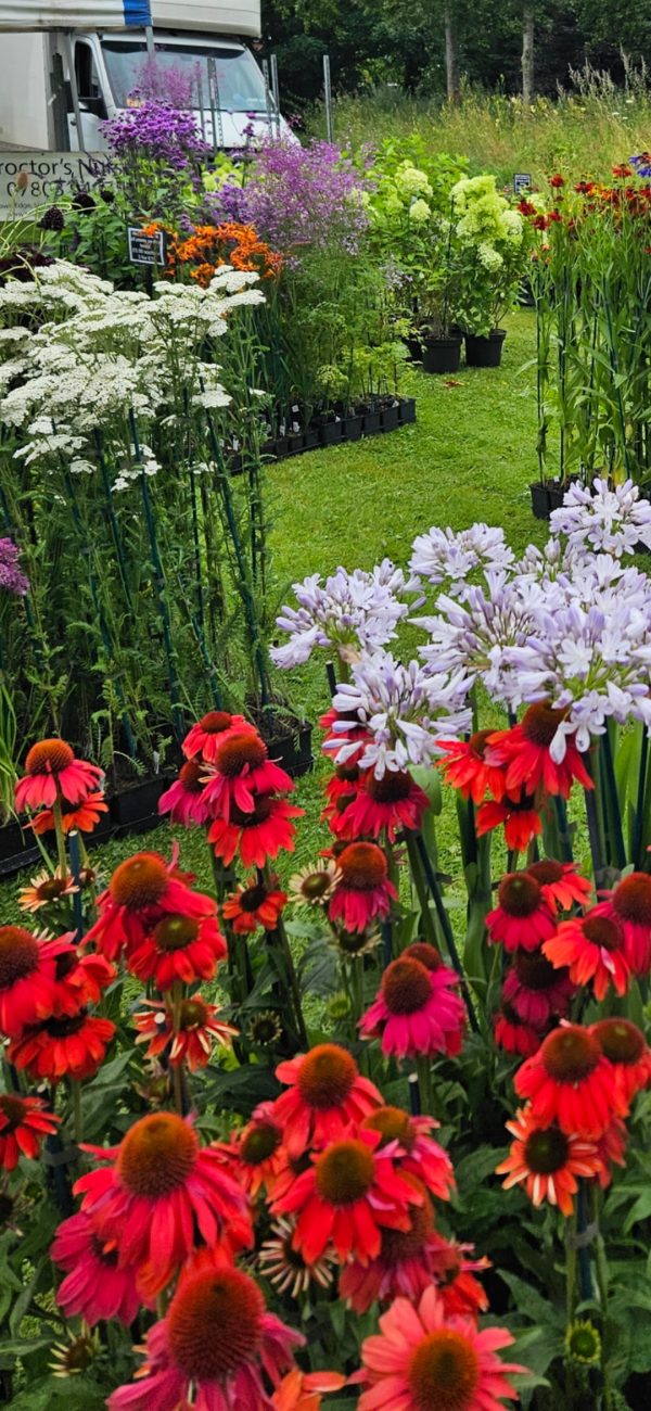 Echinacea 'Lakota Red'