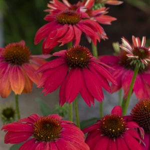 Buy Echinacea Plants Online | Online Shop | Proctors Nursery