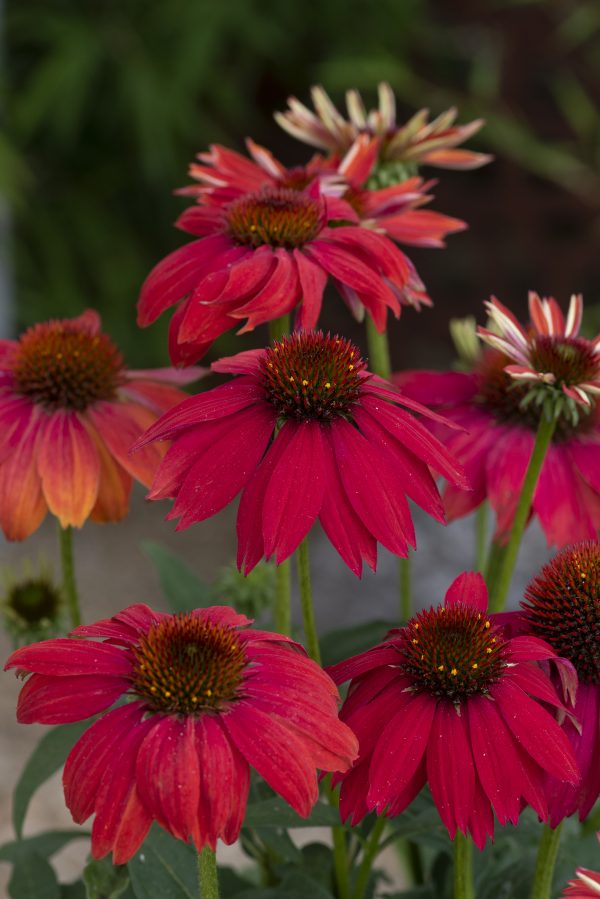 Echinacea 'Lakota Red'