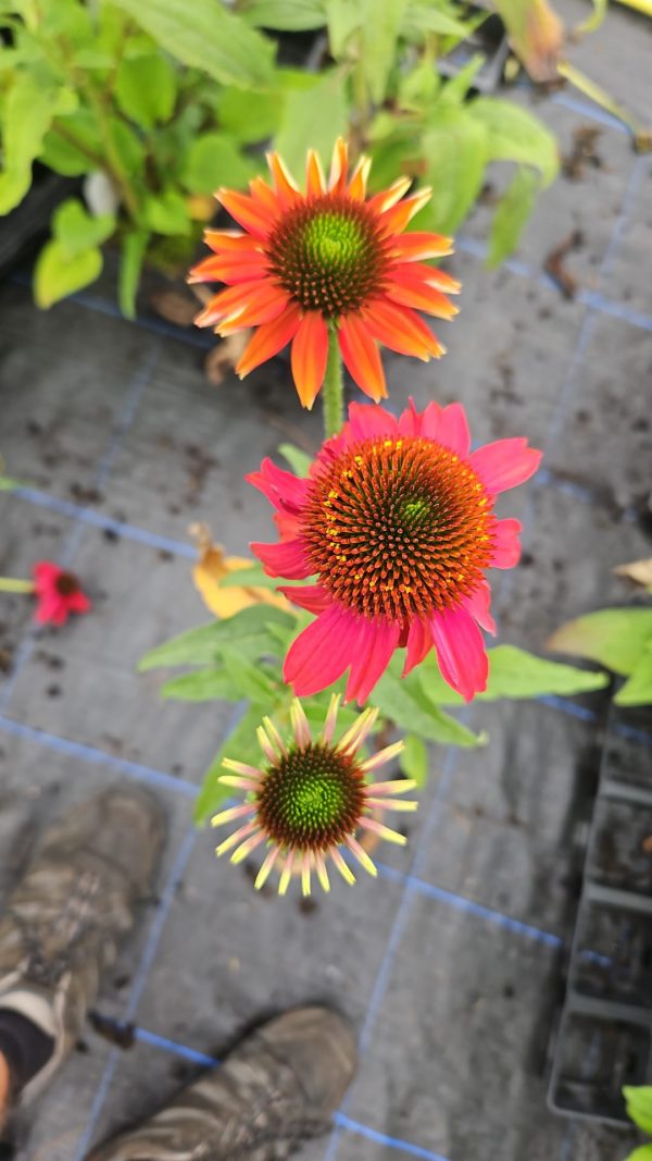 Echinacea 'Lakota Red'