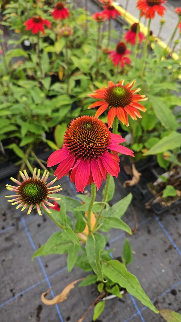 Echinacea 'Lakota Red'