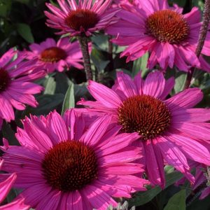 Echinacea 'Sunseekers Purplelicious'