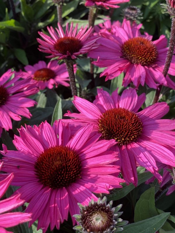 Echinacea SunSeekers Purplelicious cu Echinacea 'Sunseekers Purplelicious'