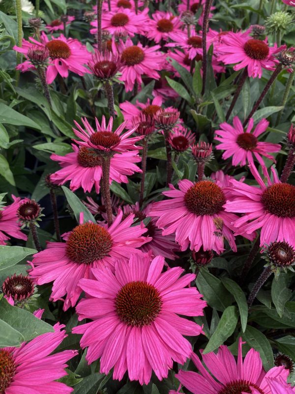 Echinacea SunSeekers Purplelicious fp1 Echinacea 'Sunseekers Purplelicious'