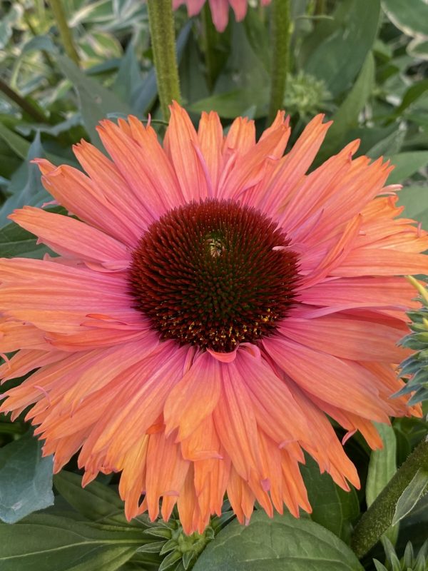 Echinacea SunSeekers Rainbow cu3 Echinacea 'Sunseekers Rainbow'