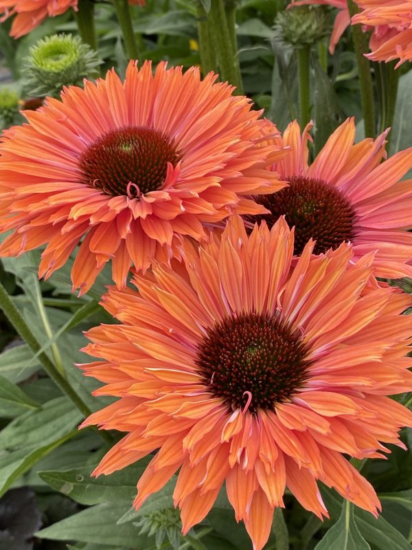 Echinacea SunSeekers Rainbow cu5