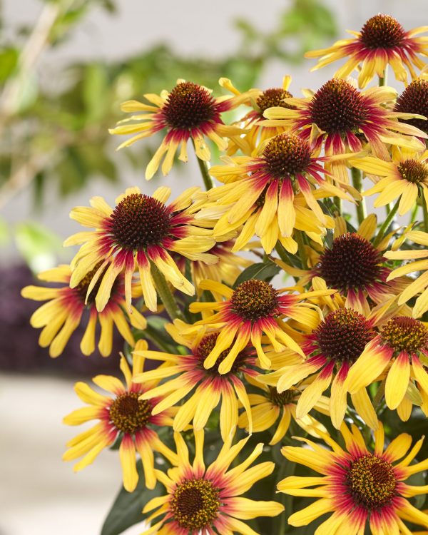 Echinacea 009-17-K057-01 133158 Echinacea 'Sunseekers Tequila Sunrise'
