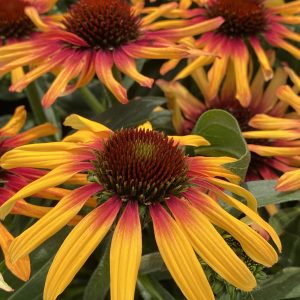 Echinacea 'Sunseekers Tequila Sunrise'