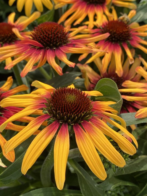 Echinacea SunSeekers Tequila Sunrise cu3 Echinacea 'Sunseekers Tequila Sunrise'