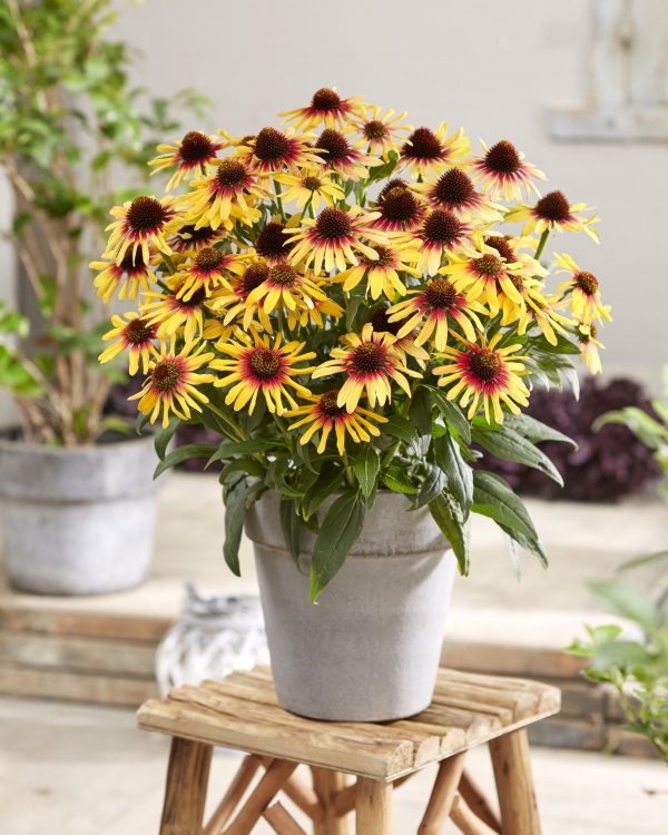 Echinacea 009-17-K057-01 133158 Echinacea 'Sunseekers Tequila Sunrise'