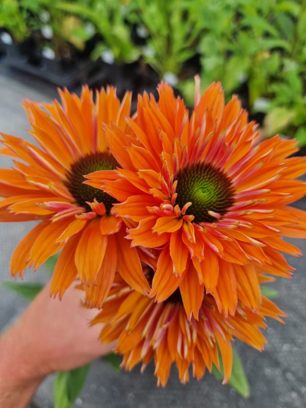 Echinacea 'Sunseekers Rainbow' Echinacea 'Sunseekers Rainbow'