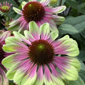 Echinacea 'Sweet Sandia'