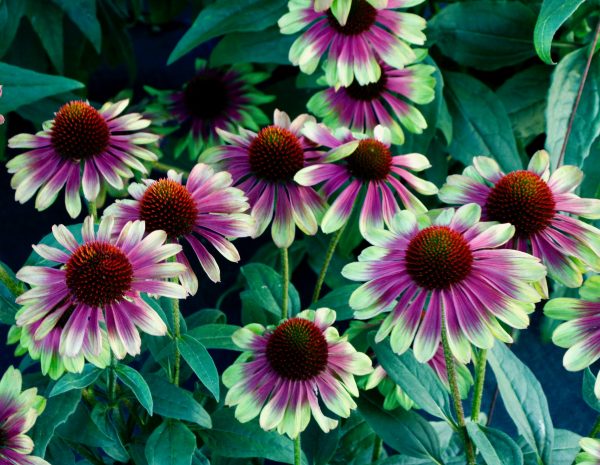 Echinacea Sweet Sandia cu Echinacea 'Sweet Sandia'