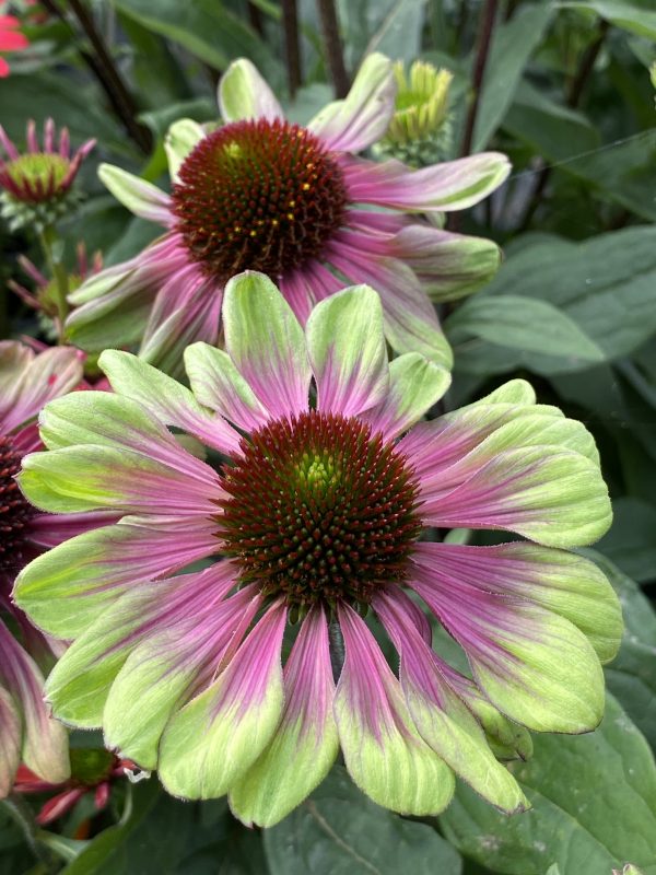 Echinacea Sweet Sandia cu Echinacea 'Sweet Sandia'