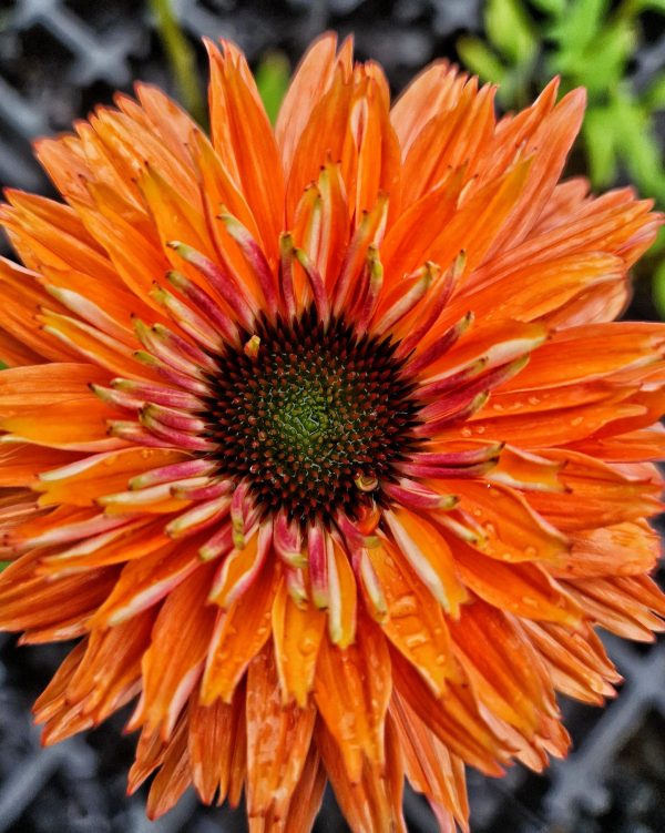 Echinacea sunseekers rainbow