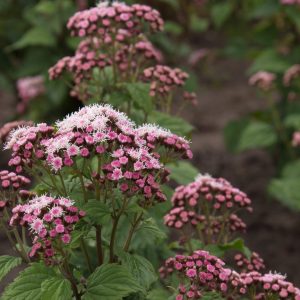 Eupatorium 'Lucky Symphony'