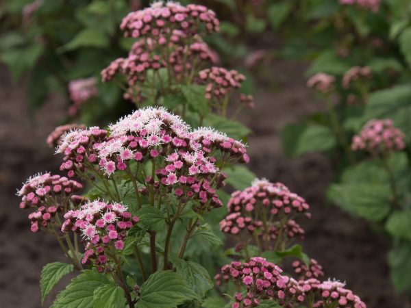 Eupatorium_Lucky_Symphony_cu Eupatorium 'Lucky Symphony'