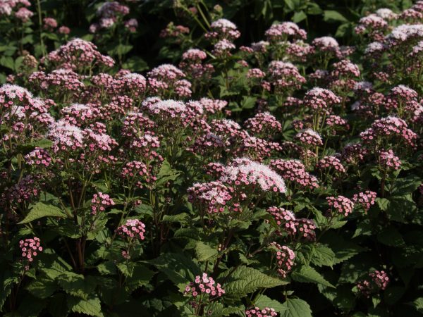 Eupatorium_Lucky_Symphony_fp