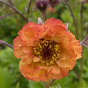 Geum 'Tutti Frutti'