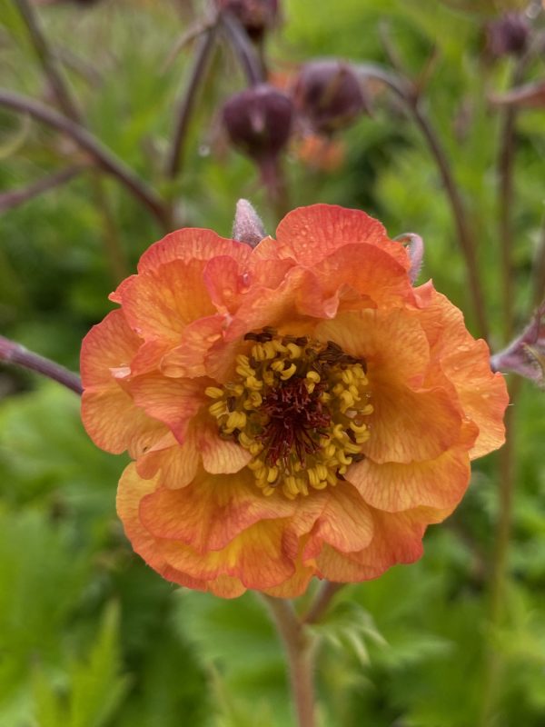 Geum Tutti Frutti cu Geum 'Tutti Frutti'