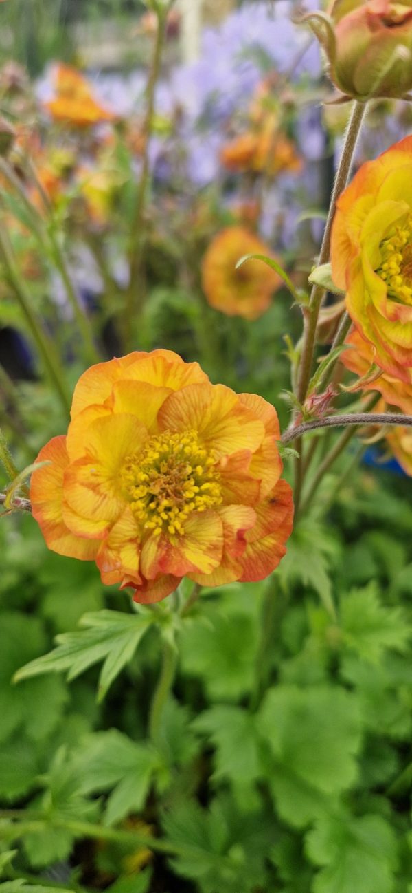 Geum 'Tutti Frutti' Geum 'Tutti Frutti'