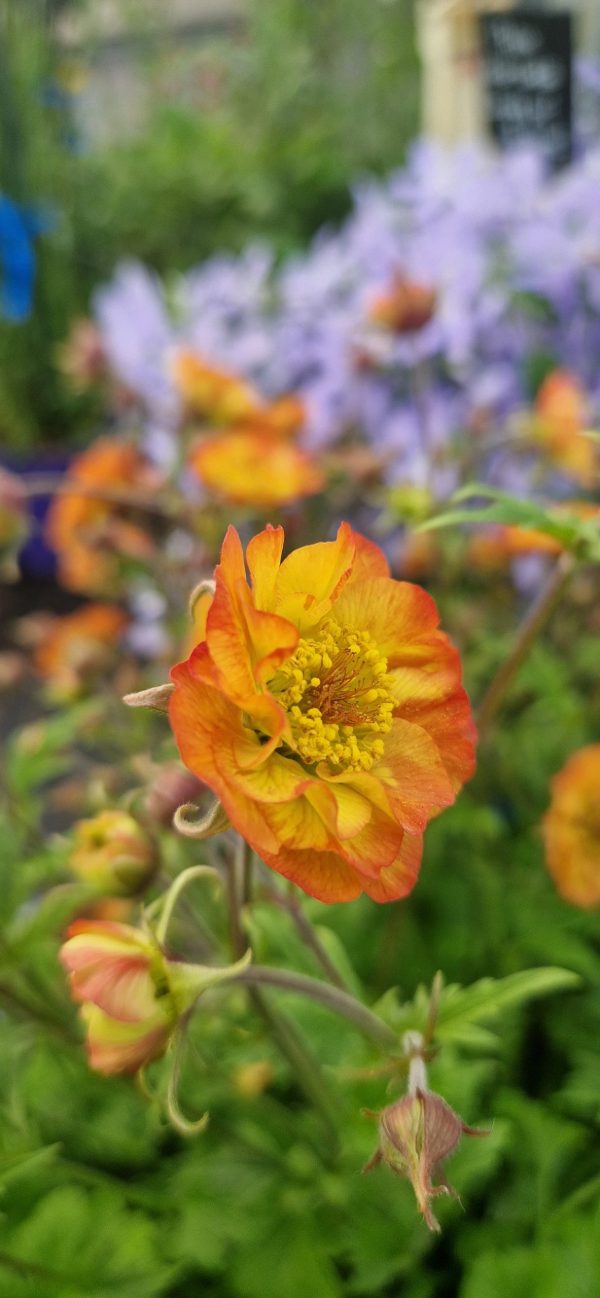 Geum 'Tutti Frutti'2 Geum 'Tutti Frutti'