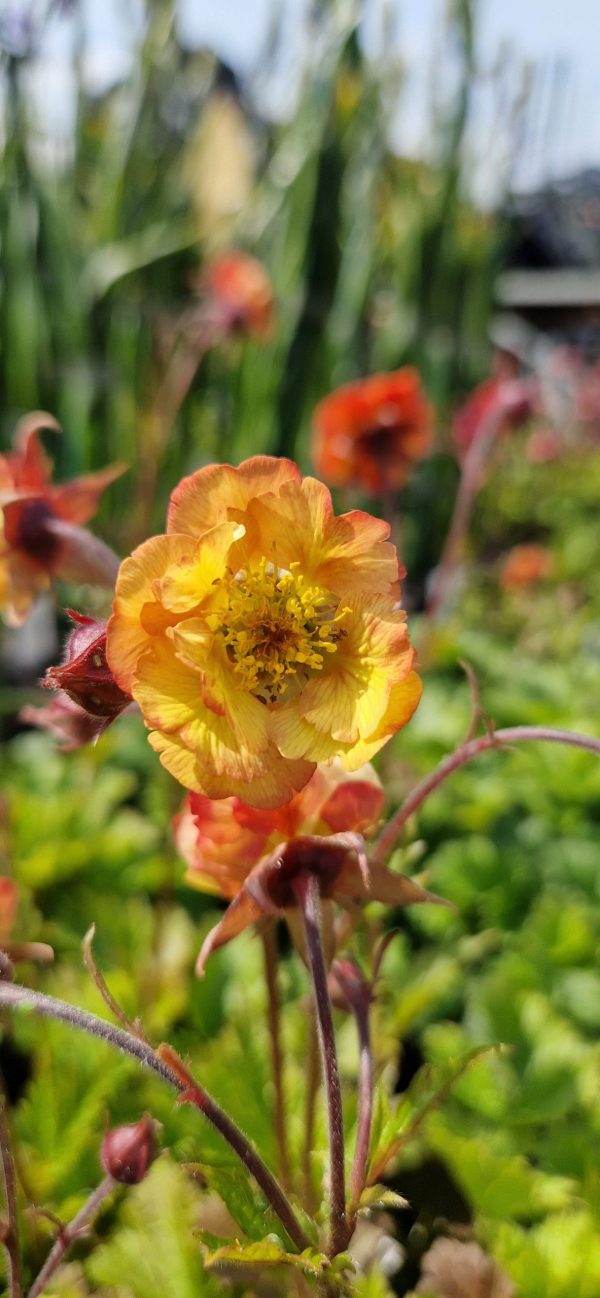 Geum 'Tutti Frutti'3 Geum 'Tutti Frutti'