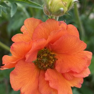 Geum 'Tropical Tempest'