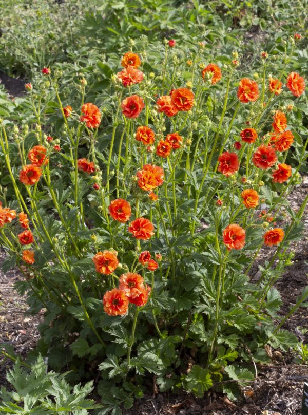 Geum_Tropical_Tempest_fp