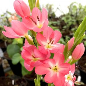 Hesperantha 'Ruth'