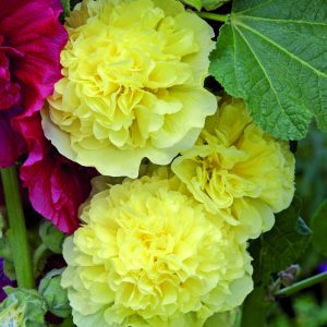 Alcea rosea 'Chater's Double Yellow'