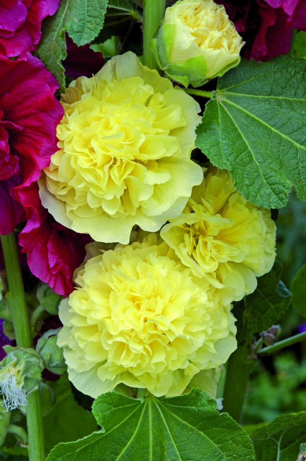 Hollyhock Chaters Double Golden Yellow Alcea rosea 'Chater's Double Yellow'