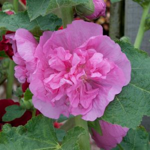 Alcea rosea 'Chater's Double Rose'