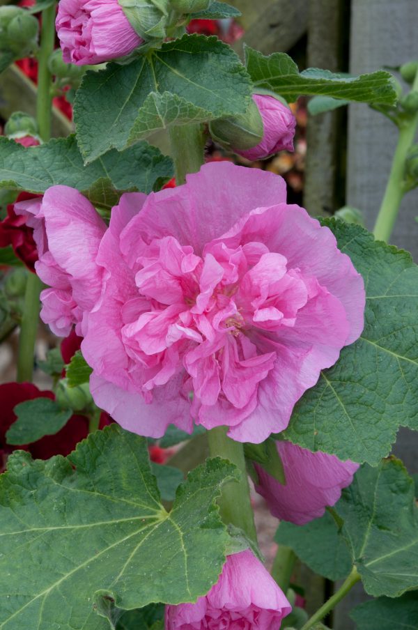 Hollyhock Chaters Double Rose Pink Alcea rosea 'Chater's Double Rose'