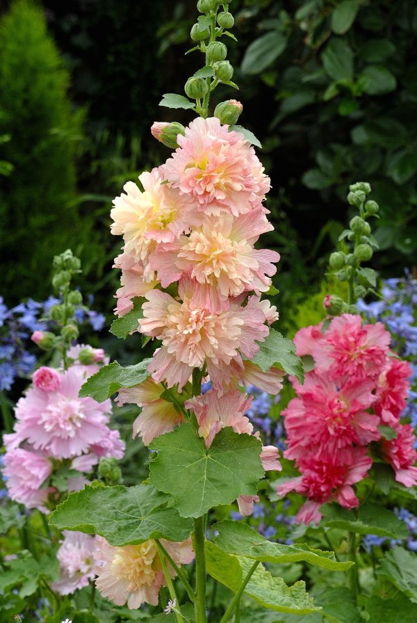 Alcea rosea 'Spring Celebrities Apricot'