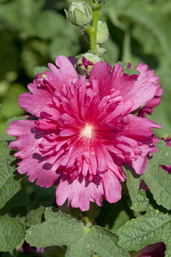 Alcea rosea 'Spring Celebrities Carmine Rose'