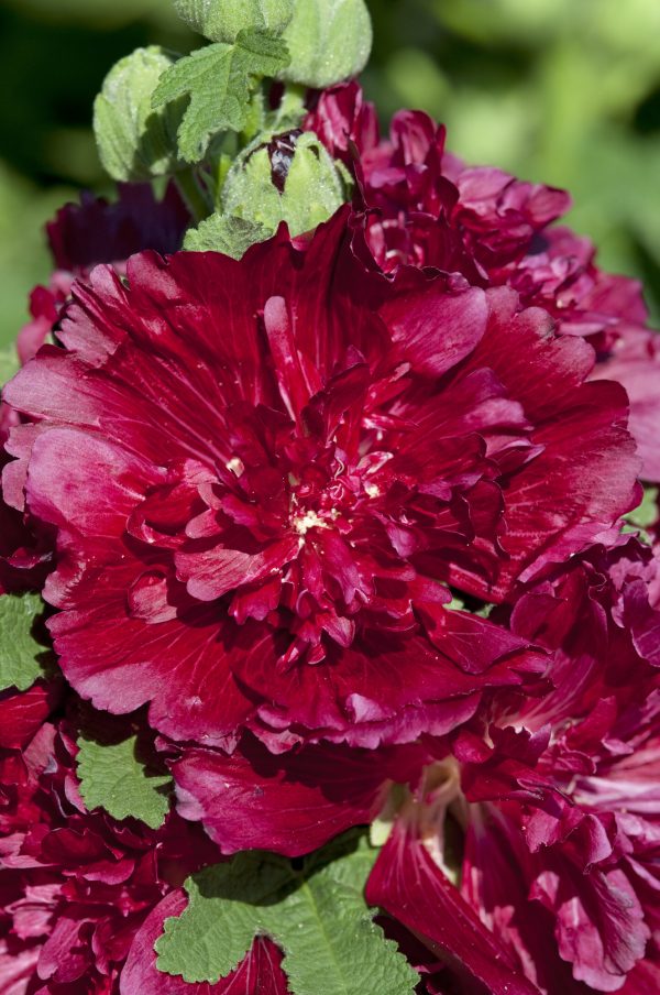 Alcea rosea 'Spring Celebrities Crimson'