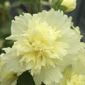 Alcea rosea 'Spring Celebrities Lemon'