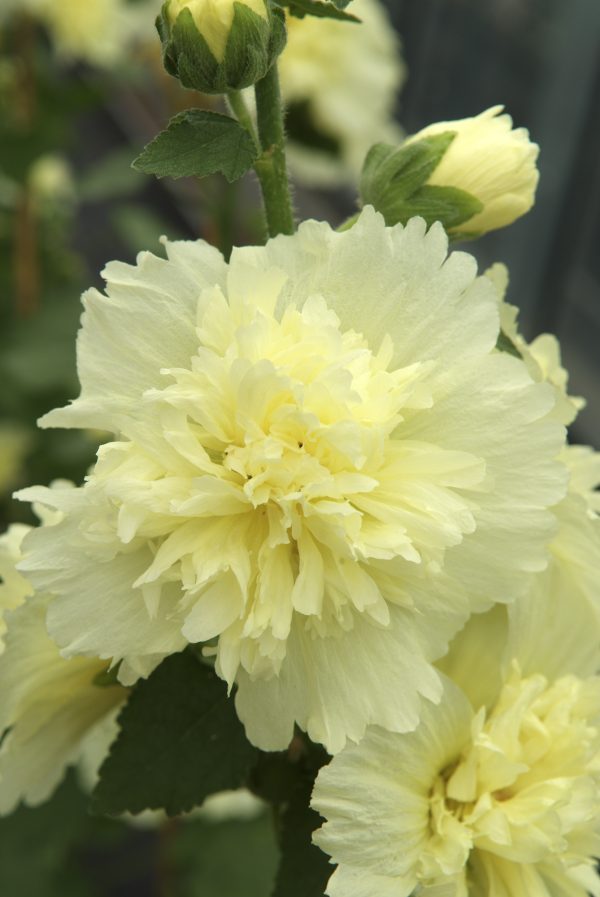 Alcea rosea 'Spring Celebrities Lemon'