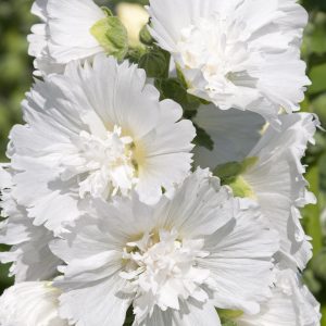 Alcea rosea 'Spring Celebrities White'