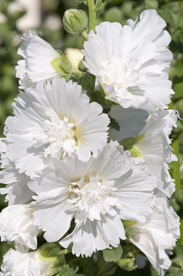Alcea rosea 'Spring Celebrities White'