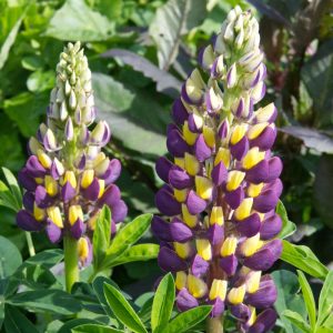 Lupinus 'Midnight Majesty'