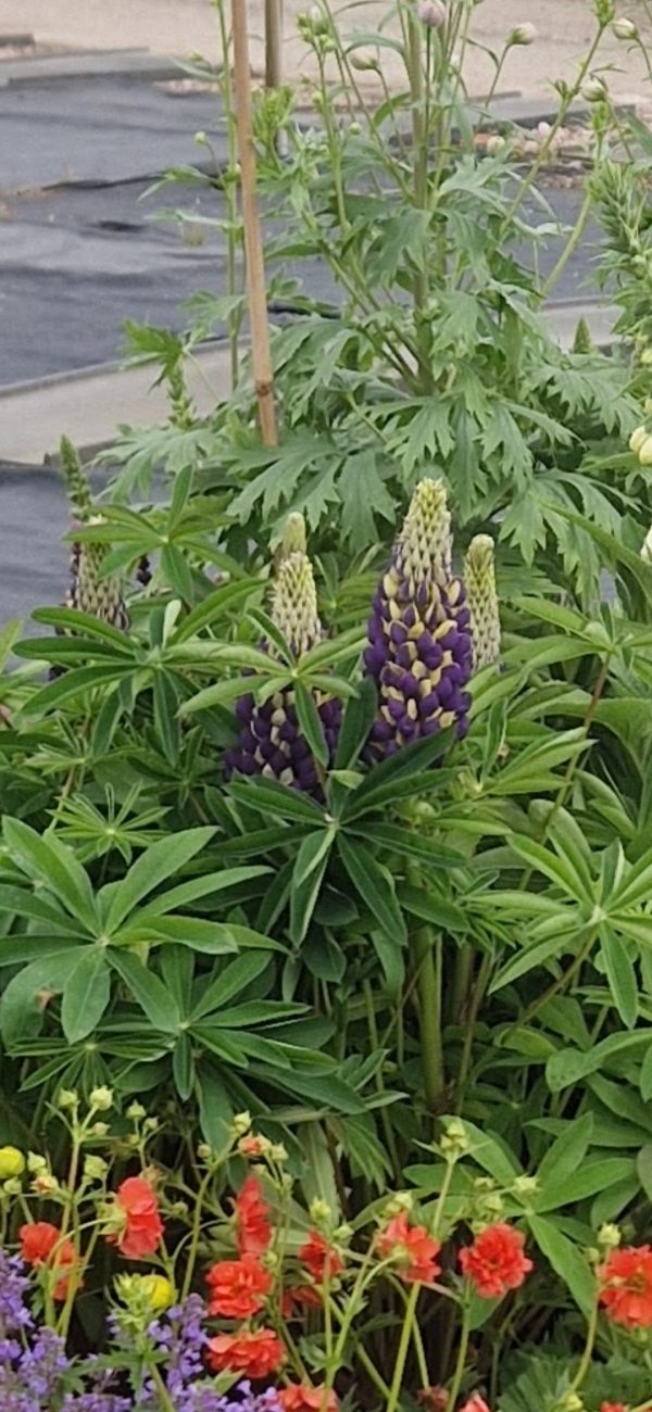 Lupinus 'Midnight Majesty'