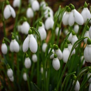 Snowdrops Bulbs in the Green